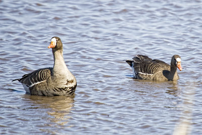 GOOSE, WHITE FRONTED