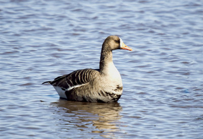 GOOSE, WHITE FRONTED