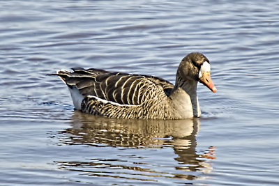WHITE FRONTED GOOSE