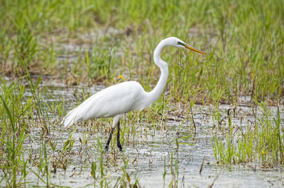 EGRET, CATTLE