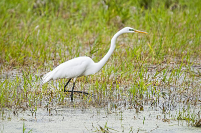 EGRET, CATTLE
