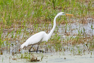 EGRET, CATTLE