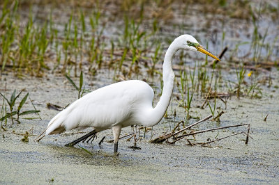 EGRET, CATTLE