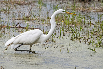 EGRET, CATTLE