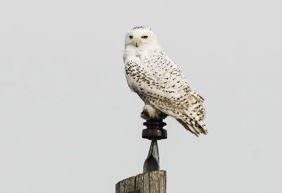 Snowy Owl (young female ?)