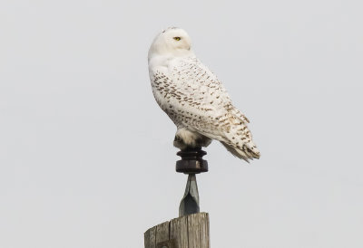 Snowy Owl (young female ?)