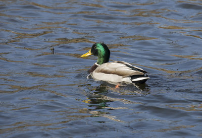 MALLARD