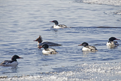 Common Merganser