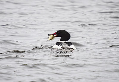 Common Merganser