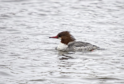 Common Merganser