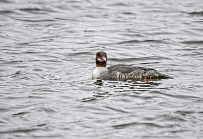 Common Merganser