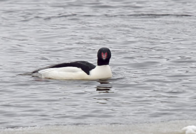 Common Merganser