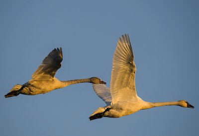 TUNDRA SWAN - Into the sunset