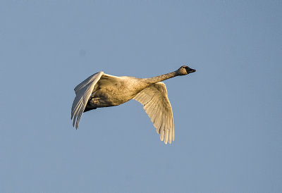 TUNDRA SWAN - Into the sunset
