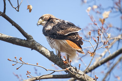 HAWK, RED-TAILED
