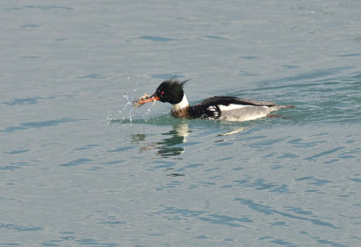 MERGANSER, RED-BREASTED