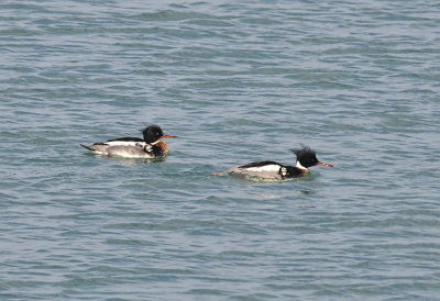 MERGANSER, RED-BREASTED