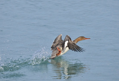 MERGANSER, RED-BREASTED