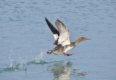 MERGANSER, RED-BREASTED