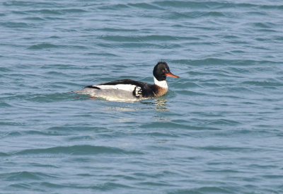 MERGANSER, RED-BREASTED