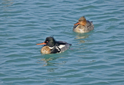 MERGANSER, RED-BREASTED