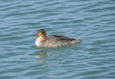 MERGANSER, RED-BREASTED