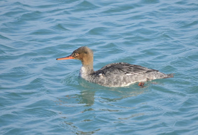 MERGANSER, RED-BREASTED