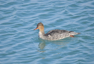 MERGANSER, RED-BREASTED