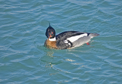 MERGANSER, RED-BREASTED