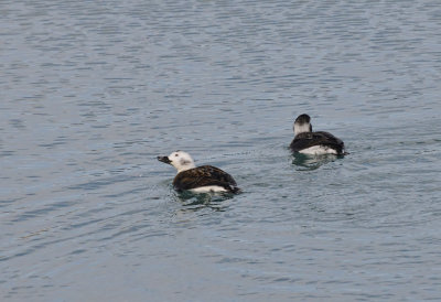 DUCK, LONG-TAILED (JUVI.)