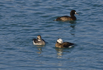 DUCK, LONG-TAILED (JUVI.)