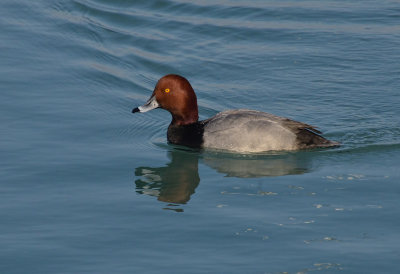 DUCK, RED HEAD