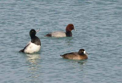 DUCK, SCAUP GREATER