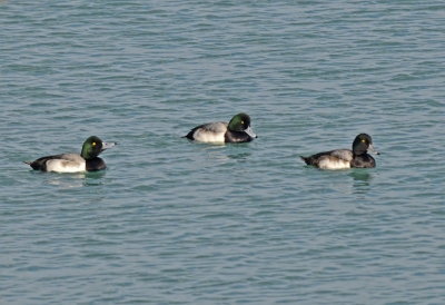 DUCK, SCAUP GREATER
