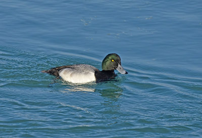 SCAUP, GREATER