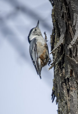 NUTHATCH, WHITE-BREASTED