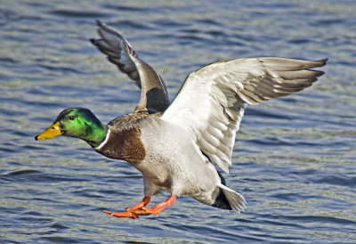 MALLARD