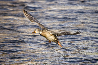 MALLARD