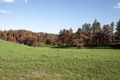 Wildlife Loop