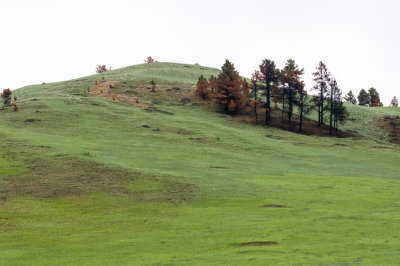 Wildlife Loop