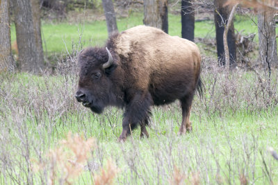 Bisin (Tatanka)