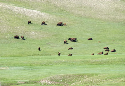 Bisin (Tatanka)