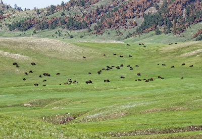 Bisin (Tatanka)