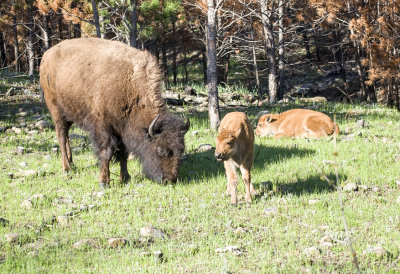 Bisin (Tatanka)