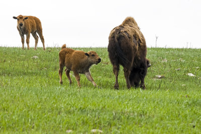 Bisin (Tatanka)