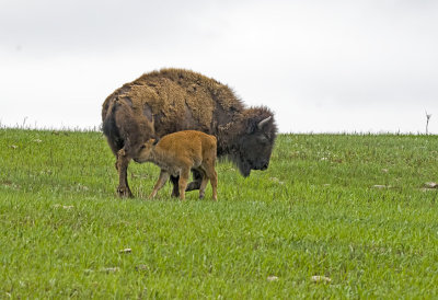 Bisin (Tatanka)