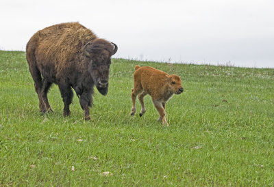 Bisin (Tatanka)