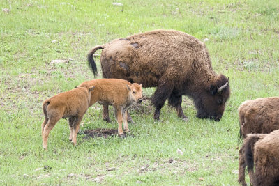 Bisin (Tatanka)