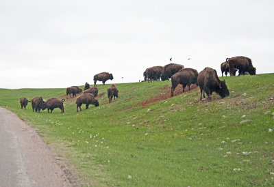 Bisin (Tatanka)