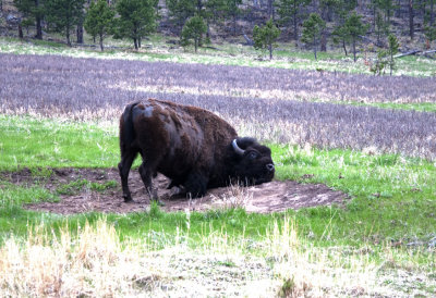 Bisin (Tatanka)